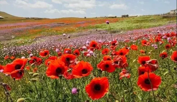 field of poppy flowers